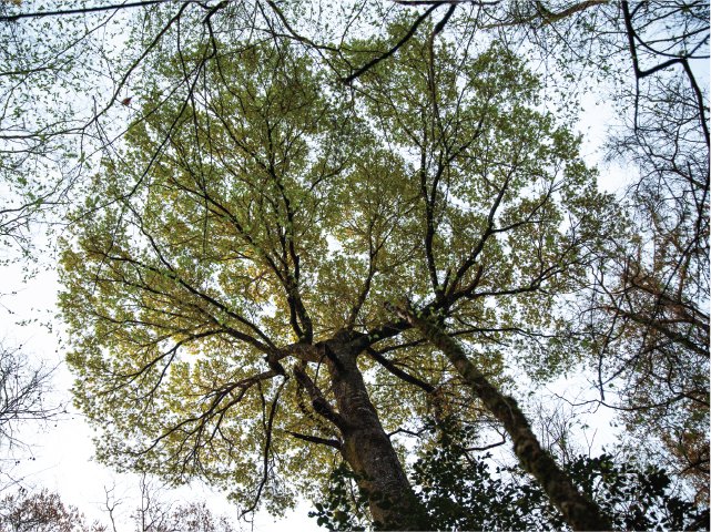 Congaree National Park: Often underestimated, a hidden gem waiting to be discovered.