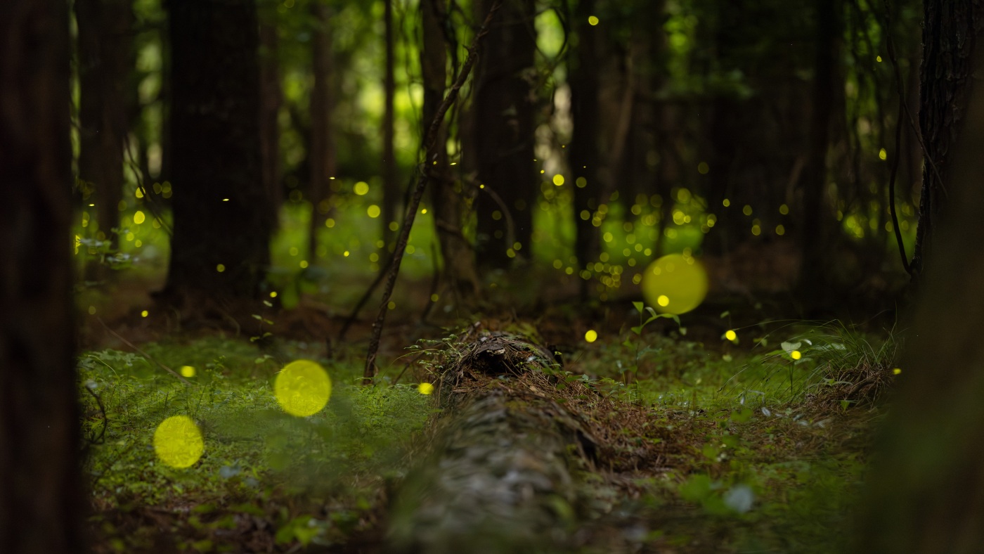Witness the magical display of synchronous fireflies at Congaree National Park.