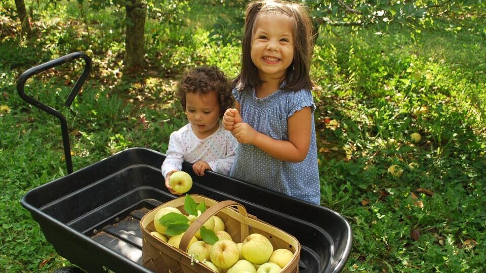 Visitors gather freshly picked NC apples at Justus Orchard — a family tradition in the Western North Carolina Mountains.