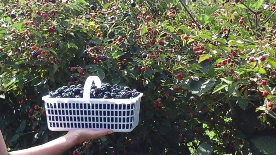Enjoy U-Pick blackberries during berry season — a sweet addition to your orchard visit.