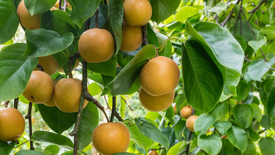 Pick-your-own Asian pears — a flavorful option among Justus Orchard's diverse fruit offerings.